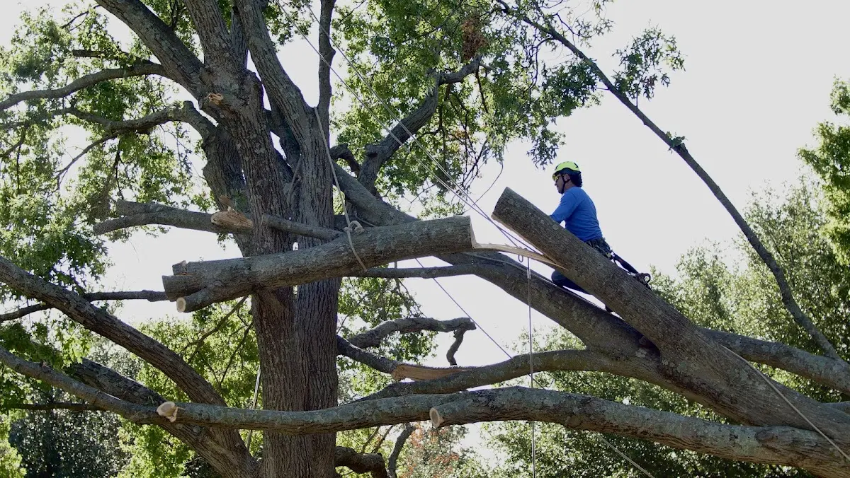 Professional Crown Thinning performed by certified arborists in Danevang