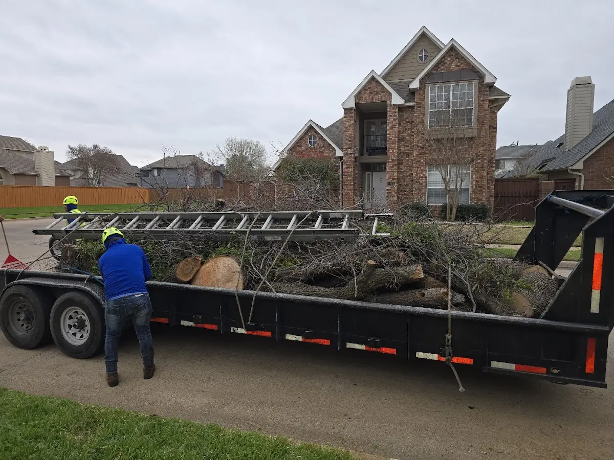 Expert Tree Pest Control with proper safety equipment in Danevang